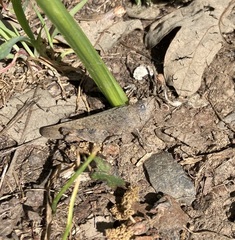 Trimerotropis occidentalis