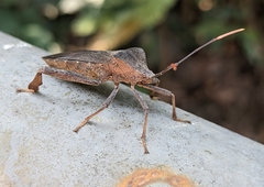 Pseudomictis distinctus