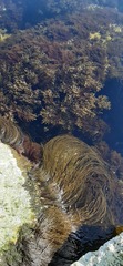 Scytosiphon