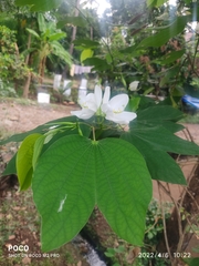 Bauhinia acuminata