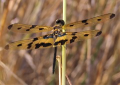 Rhyothemis variegata
