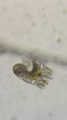 Plationus patulus