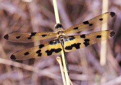 Rhyothemis variegata