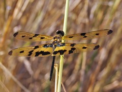 Rhyothemis variegata