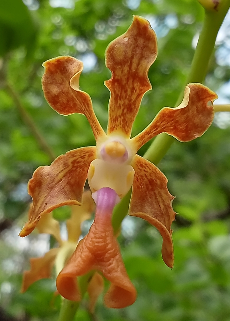 Vanda liouvillei (Vanda liouvillei)