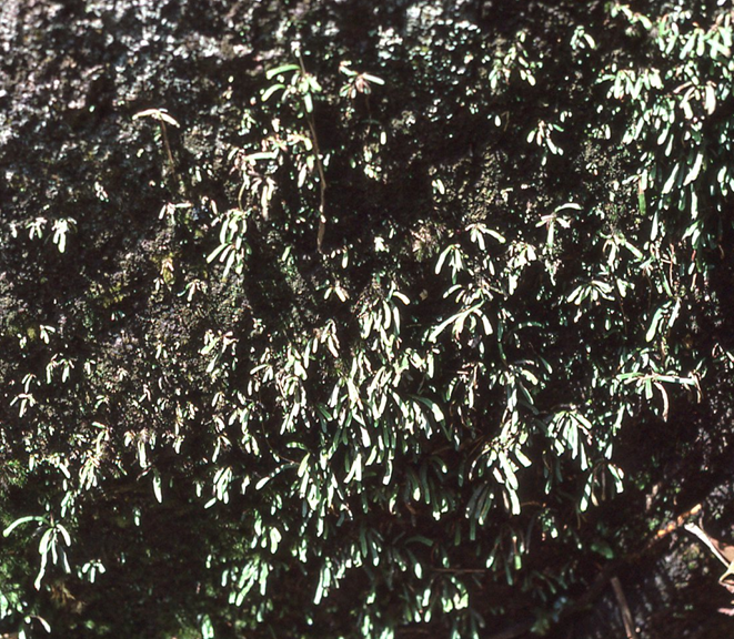Oreogrammitis universa