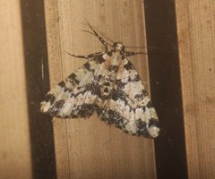 Prochasma dentilinea