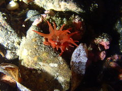 Epiactis australiensis