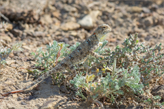 Phrynocephalus helioscopus