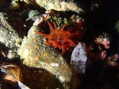 Epiactis australiensis