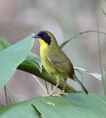 Geothlypis semiflava