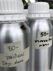 Tropidothorax maculatus