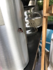 Tropidothorax maculatus