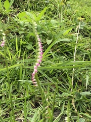 Spiranthes sinensis
