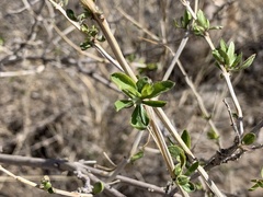 Anisacanthus thurberi