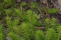Myriophyllum pinnatum, photograph (c) Michelle W. （鍾偉瑋）, some rights reserved (CC BY)