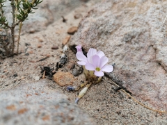 Oxalis fibrosa