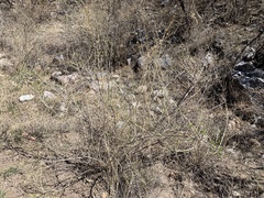Anisacanthus thurberi
