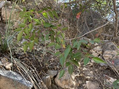 Rhus virens