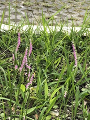 Spiranthes sinensis
