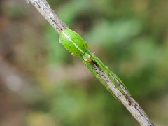 Cetratus circumlitus