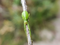 Cetratus circumlitus