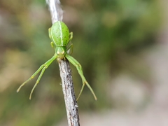 Cetratus circumlitus