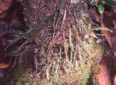 Ctenopterella blechnoides