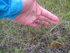 Schoenus concinnus