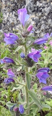Echium creticum