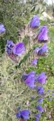 Echium creticum