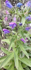 Echium creticum