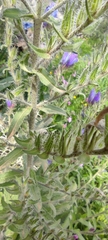 Echium creticum