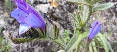 Echium creticum