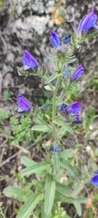 Echium creticum
