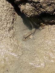 Periophthalmodon schlosseri