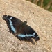 Blue Admiral - Photo (c) Chuangzao, some rights reserved (CC BY-NC), uploaded by Chuangzao