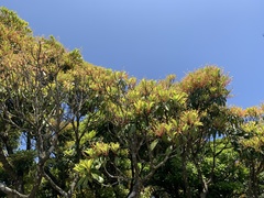 Machilus thunbergii