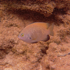 Plectroglyphidodon marginatus