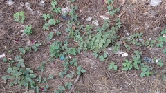 Macroptilium bracteatum