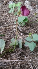 Macroptilium bracteatum