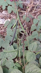 Macroptilium bracteatum