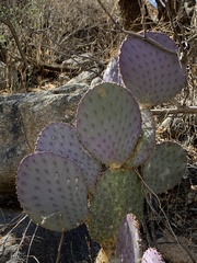 Opuntia santa-rita