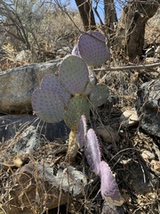 Opuntia santa-rita