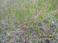 Schoenus concinnus