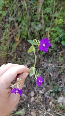 Legousia speculum-veneris