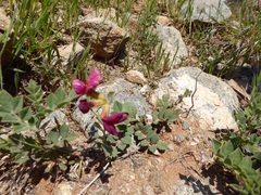 Acmispon grandiflorus