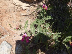 Acmispon grandiflorus