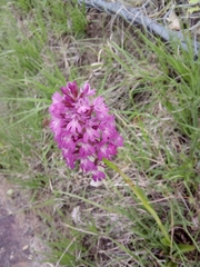 Anacamptis pyramidalis pyramidalis