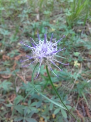 Phyteuma scheuchzeri